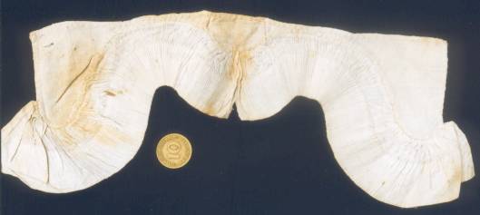 Alter M&uuml;tzenstrich